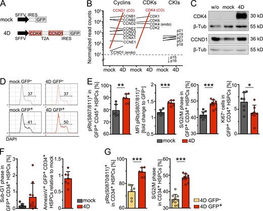 Figure 1. Elevated CCND1–CDK4 (4D) expression induces a G0-to-G1 transition and increased signaling in human HSPCs. (A) Scheme of the construct: CCND1 and CDK4 are linked by T2A, followed by an IRES-GFP-reporter sequence (4D). The control vector lacks CCND1 and CDK4 sequences (mock). (B) Expression analysis was performed on 4D- or mock-transduced human CD34-enriched cord blood (CB) cells by deep sequencing, and the plot shows the difference of the mean normalized read counts per condition (mock, 4D) of genes related to cell cycle (cyclins, CDKs and CKIs). WThe following criteria were applied to determine differential expression of genes (marked in red): false discovery rate (FDR) of 5% and a log2 fold change of >1, respectively ≤1. Read counts <10 were considered as background levels (dashed line). Due to usage of codon-optimized sequences CDK4 read counts were annotated to a different gene but read coverage of the codon-optimized (CO) CDK4 sequence revealed its expression in 4D- but not in mock-transduced samples (Fig. S1). Data were pooled from two independent biological replicates using two and three pooled CB samples. Endo, endogenous. (C) Western blot of CDK4 and CCND1 overexpressed in mouse NIH3T3 cells. The antibody recognizing CDK4 is specific for human protein, the antibody recognizing CCND1 is mouse–human cross-reactive. Data shown is representative of three independent experiments. (D) Cell cycle profiles of 4D- and mock-transduced human CD34+ CB HSPCs 3 d after transductions. 1 CB sample was used for the shown experiment. (E) Plots show the frequency (left) and MFI (middle left) of phosphorylated Rb at S807/811. Frequencies of cells in S–G2–M phase (middle right), and frequencies of Ki-67 negative cells (right) are shown. Graph bars depict independent values from 6–10 experiments. In two experiments, triplicates were measured to determine S–G2–M phase and Ki-67 expression, and the mean is depicted. Due to paucity of cells in 6 (pRb), 5 (Ki67), and 8 (S–G2–M) experiments, single measurements were performed and shown. Viability of GFP+ CD34+ HSPCs was determined before each assay using DAPI or Sytox negativity and found >97% in all cases. Two to five pooled CB samples were used for each experiment. (F) Frequencies of cells undergoing DNA fragmentation (sub-G1) are shown (left). Sample preparation as described in E. (right) The frequency of apoptotic cells after transduction with 4D relative to control-treated HSPCs 3 d after transduction. Data are pooled from three independent experiments. Single cord blood sample were used for each experiment. (G) Plots show frequencies of pRb(S807/811)+ cells and cells in the S–G2–M phase among GFP+ and GFP− cells of the same probe. Sample preparation as described in E. *, P = 0.05–0.01; **, P = 0.01–0.001; ***, P < 0.001.