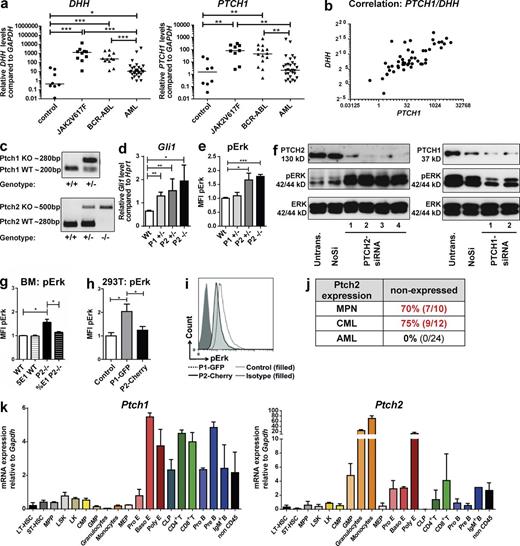 Figure 1. Depletion of Ptch2 induces constitutive canonical and noncanonical HH activation and recapitulates pathway activation via HH ligand overproduction. (a) qPCR for DHH and PTCH1 in PB samples from patients with MPN (JAK2V617F, n = 10), CML (BCR-ABL, n = 14), or AML (n = 29) and controls (n = 8). Transcript levels are shown relative to GAPDH and compared with the median of all samples (patient single data is shown in Table S1; Mann-Whitney test). (b) Correlation between PTCH1 and DHH transcript levels in the same patients as in panel a. There is a positive correlation between both genes. P < 0.0001, Spearman correlation coefficient; r = 0.7351. (c) Detection of murine Ptch1 and Ptch2 WT and KO allele using PCR for genotyping. (d) qPCR for Gli1 in murine BM stroma samples (cultivated for 12 d without cytokines) from WT, Ptch1+/−, Ptch2+/−, and Ptch2−/− mice. Transcript levels are shown relative to Hprt and compared with the median of all samples (n ≥ 3, unpaired Student’s t test). (e) Intracellular pErk staining in murine BM stroma cells, normalized to WT control (n ≥ 4, unpaired Student’s t test). (f) Western blot of 293T cells transfected with four different PTCH2 or two different PTCH1 siRNAs and blotted with antibodies against PTCH1, PTCH2, pERK, and total ERK. One out of two independent experiments. (g) Intracellular pErk staining in WT (n = 3) versus Ptch2−/− (n = 4) BM cells treated for 24 h with 5E1 or IgG control Ab, normalized to the WT control (unpaired Student’s t test). (h and i) pERK measurement in 293T cells transfected with GFP-Ctrl (n = 5), PTCH1-GFP (n = 4), or PTCH2-Cherry (n = 5), normalized to GFP-Ctrl (unpaired Student’s t test). A representative example is shown in panel i. (j) qPCR for PTCH2 in PB samples from patients with MPN (JAK2V617F+, n = 10), CML (BCR-ABL, n = 12), or AML (n = 24; patient single data is shown in Table S1). (k) qPCR for Ptch1 and Ptch2 in different BM cell subsets (n = 3–5 per cell subset, sorting/gating strategies are shown in Fig. S1). Transcript levels are shown relative to Gapdh and compared with the median of all samples. *, P < 0.05; **, P < 0.01; ***, P < 0.001.