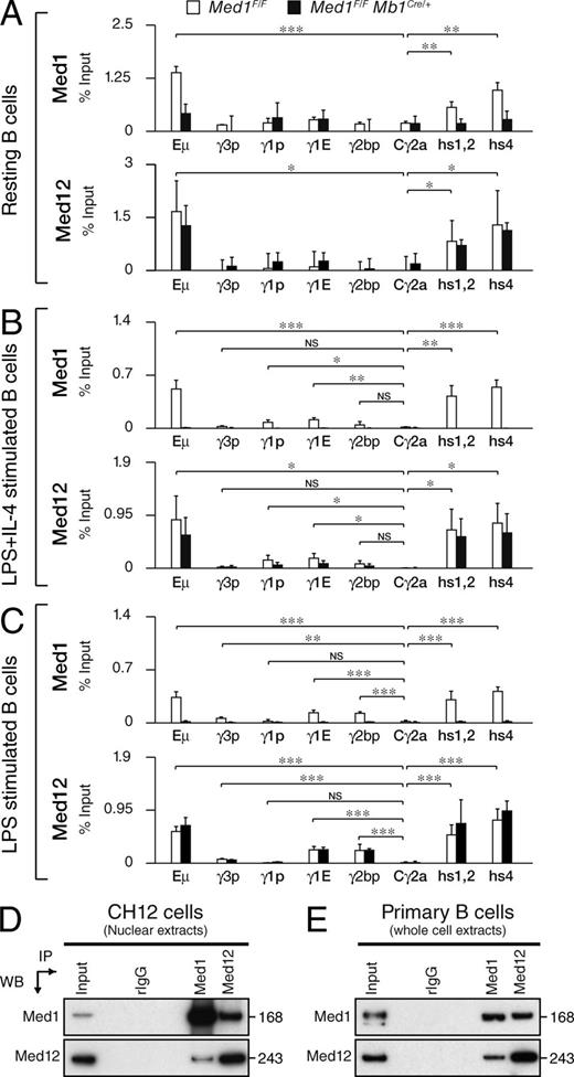 Figure 1. Med1 and Med12 are dynamically recruited to the IgH locus during CSR. (A–C) Med1 and Med12 ChIP-qPCR experiments performed on chromatin prepared from 107 splenic resting B cells (A) or cells stimulated with LPS + IL-4 (B) or LPS alone (C) for 72 h. qPCR was performed at the indicated locations (see Table S3 for primers). Results are expressed as the mean of the percentage input (+SD) from three independent biological replicate experiments. Statistical significance from WT results versus Cγ2a (two-tailed Student's t test) is indicated. *, P ≤ 0.05; **, P ≤ 0.01; ***, P ≤ 0.001. White bars represent ChIP performed on WT samples; black bars represent ChIP performed on Med1-deficient samples. See Table S1 for full statistical analysis. (D and E) Nuclear extracts (D) from CH12 cells and whole-cell extracts (E) prepared from WT splenic B cells stimulated with LPS + IL-4 for 72 h were immunoprecipitated and blotted with antibodies specific for Med1 and Med12. Input represents 1% of material used. Theoretical molecular masses in kilodaltons are indicated. Data are representative of two independent experiments.