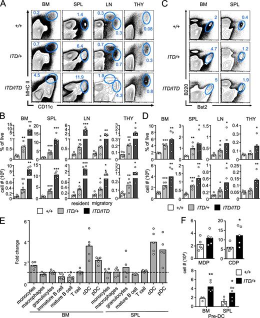 Figure 1. Specific expansion of DC populations in Flt3-ITD mice. (A–E) Adult B6 mice that were heterozygous (ITD/+) or homozygous (ITD/ITD) for the Flt3ITD allele or wild-type (+/+) littermates were analyzed by flow cytometry for DC populations in the BM, spleen (SPL), LN, or thymus (THY). Bars indicate mean values of individual mice (circles) analyzed in five independent experiments (four in F). *, P < 0.05; **, P < 0.01; ***, P < 0.001, using unpaired, two-tailed Student’s t test. (A) Representative staining plots with the fraction of CD11chi MHCII+ cDCs indicated. In the LN, CD11chi MHCII+ and CD11clo MHCIIhi populations represent resident and migratory cDCs, respectively. (B) Frequencies out of total live cells and absolute numbers of cDCs (mean, n = 5). (C) Representative staining plots with the fraction of B220+ Bst2+ pDCs indicated. (D) Frequencies and absolute numbers of pDCs (mean, n = 5). (E) Fold difference in the frequency of the indicated cell types between Flt3ITD/+ and Flt3+/+ mice. Frequencies from individual Flt3ITD/+ mice were divided by a mean frequency of the corresponding cell type in Flt3+/+ mice to derive mean fold difference (n = 5). (F) Heterozygous Flt3ITD/+ (ITD/+) mice and wild-type B6 littermates (+/+) carrying the Cx3cr1GFP reporter allele were analyzed for DC progenitor populations as described in Fig. S1. Shown are the numbers of the indicated progenitors in the BM (mean, n = 5).