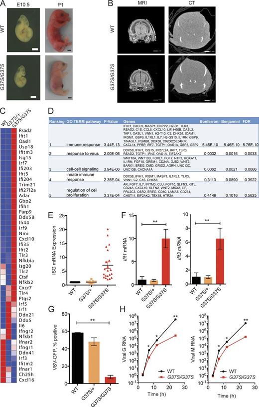 Figure 1. Primary cells from Rnaseh2aG37S/G37S embryos show increased expression in ISGs. (A) Images of WT and Rnaseh2aG37S/G37S embryos at indicated stage (bottom). Bars, 2 mm. (B) Transcranial images of ex vivo mouse E18.5 embryos WT and Rnaseh2aG37S/G37S in MRI gradient echo image and micro computed tomography scans. No appreciable calcium, other than in the bones of the cranium (top arrow) and jaw (bottom arrow), which are still under formation. Bars, 1 mm. (C) A heat map of immune gene expression in WT, Rnaseh2aG37S/+ and Rnaseh2aG37S/G37S primary MEFs. Data from RNA-seq (Table S1). (D) Gene ontology analysis of 388 genes that are increased by twofold or more in Rnaseh2aG37S/G37S compared with WT MEFs. Top five enriched pathways are shown. (E) Expression of ISGs in WT, Rnaseh2aG37S/+, and Rnaseh2aG37S/G37S primary MEFs. Each dot represents a different ISG. Data from RNA-seq. (F) Quantitative RT-PCR analysis of Ifit1 and Ifit3 mRNA (ISGs) in WT, Rnaseh2aG37S/+, and Rnaseh2aG37S/G37S primary MEFs. (G and H) VSV-GFP replication in WT, Rnaseh2aG37S/+, and Rnaseh2aG37S/G37S primary MEFs. FACS analysis measures VSV-GFP signal at 24 h after infection (G). Quantitative RT-PCR analysis of VSV G and M RNA measure viral RNA replication at indicated time after infection (H). *, P < 0.05; **, P < 0.01. Mice were compared with littermate controls. Data are representative of at least three independent experiments. Error bars represent the SEM. Unpaired Student’s t test (F–H).