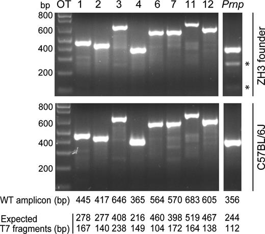 Figure 2. C57BL/6-PrnpZH3/ZH3 mice do not have TALEN off-target cleavage sites. T7 endonuclease I digestion of PCR products generated from predicted OTs (Table S1) and Prnp as a digestion positive control. Analyses were performed on the founder PrnpWT/ZH3 mouse and one control C57BL/6J mouse. Before enzymatic digestion, amplicons were subjected to a temperature gradient enabling the formation of heteroduplexes in the presence of heterozygous mutations in the amplified gDNA. In the presence of TALEN-induced mutations, fragments of the size indicated below the gels are expected to appear, in addition to the undigested, WT amplicon. Nonconsecutive lanes from the same gel show Prnp amplicon as a control. Only in the founder PrnpWT/ZH3 mouse T7 endonuclease I digestion of the Prnp amplicon results in the formation of the two predicted fragments (indicated by an asterisk).
