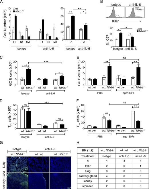 Figure 7. In vivo neutralization of IL-6 inhibits TFH and GC B cell differentiation. mBM-reconstituted mice were established as described in Fig. 6. 8 wk after engraftment, control (ly5.1+ WT and ly5.2+ WT) and mutant (ly5.1+ WT and ly5.2+Nfκb1−/−) mBM chimeras were injected twice per week with anti–IL-6 or an isotype control Ab (both at 10 mg/kg). After 6 wk of treatment, chimeras were euthanized and their spleens were harvested for flow cytometric analysis. (A) Absolute numbers of peripheral B cell subsets from hosts engrafted with WT and Nfκb1−/− BM cells. (B) Ki67 expression in WT and Nfκb1−/− Fo B cells from mutant mBM chimera mice. Graph shows the percentage of Ki67+ Fo B cells. (C and D) Absolute numbers of GC B cells (C) and TFH cells (D; see gating strategy in Fig. S3). Ly5.1+ (white bars) and ly5.2+ (black bars) splenocytes were defined and genotypes shown for each treatment group (x axis). (E and F) At 8 wk, mBM-reconstituted mice were injected twice weekly with 0.5 mg/kg sgp130Fc or vehicle (PBS). Spleens were harvested and analyzed by flow cytometry after 6 wk of treatment. As described in C and D, absolute numbers of GC B cells (E) and TFH cells (F) are shown for each genotype. All data in A–F are shown as the mean ± SEM derived from two independent experiments (n = 4–8 mice/genotype). Statistical significance was determined using independent or paired samples Student's t tests. *, P < 0.05; **, P < 0.001; ***, P < 0.0001. ns, not significant. (G and H) Tissue cryosections from rag-1/J mice were subjected to sera from anti–IL-6 or isotype-treated mBM chimera mice, and auto-Abs were detected with FITC goat anti–mouse Ig. (G) Representative images of tissue staining. Bar, 100 μm. (H) Incidence of organ specific auto-Abs, derived from two independent experiments.