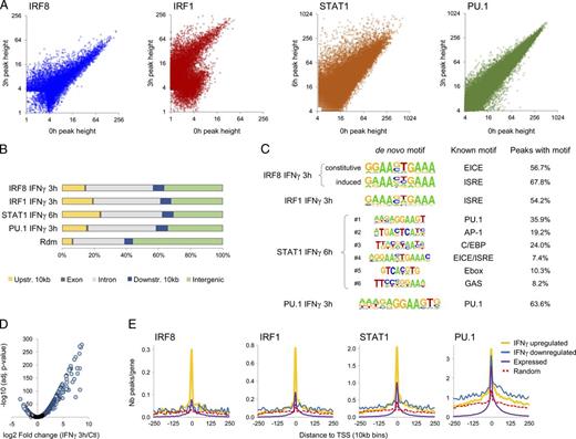 Figure 1. Differential effect of IFN-γ on recruitment of IRF8 and IRF1 to chromatin. (A) Peak heights (number per 107 reads) for IRF8, IRF1, STAT1, and PU.1 binding sites determined by ChIP seq before and after IFN-γ stimulation of BMDMs. (B) Distribution of the individual TF binding sites (after IFN-γ) relative to the closest annotated gene. (C) De novo motif analysis was performed for the IRF8, IRF1, STAT1, and PU.1 binding peaks and after treatment with IFN-γ. Shown are the top motifs identified for each TF, reference to their published names, and the fraction of peaks containing these motifs within a 100-bp region of the binding peak. (D) Volcano plot showing pairwise analysis of differential gene expression (RNA seq data) in BMDMs after 3 h of IFN-γ treatment (fold change ≥|2|; adjusted p-value ≤10−5). RNA seq data were validated by RT-qPCR for a subset of 25 transcripts on independent biological samples (Fig. S1 A). (E) Mean number of peaks per gene (per 10-kb intervals) plotted for all expressed genes and for up- or down-regulated genes after IFN-γ treatment, and for control random (Rdm) gene sets. TSS, transcription start site.