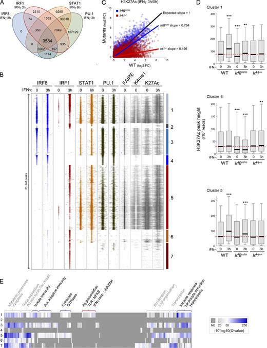 Figure 2. Different IRF8/IRF1 binding combinations in macrophages and association with epigenetic profiles. (A) Venn diagram depicting overlaps between IRF8, IRF1, STAT1, and PU.1 binding sites genome wide (sites located <100 bp from each other). (B) Clustering analysis of the 21,248 unique IRF1- and/or IRF8-containing regulatory regions (including STAT1 and PU.1) before or after IFN-γ treatment. Each horizontal line presents the read density in a ±1-kb region around a unique position; DNA accessibility (FAIRE; Ostuni et al., 2013) and H3K4me1 and H3K27Ac epigenetic datasets are shown for a ±2-kb region surrounding the cluster peaks. Different binding combinations before or after IFN-γ treatment are shown (clusters numbered 1–7). TF enrichment at various cluster peaks was validated by qPCR (Fig. S1 C). (C) Global changes in H3K27Ac levels at IRF8- or IRF1-bound sites in response to IFN-γ in Irf1−/− and in Irf8m/m mutant macrophages (log2 fold changes of H3K27Ac peak heights). Linear regressions are shown for Irf8m/m and Irf1−/− cells and are compared with an expected regression (black) if Irf mutations had no effect. (D) Box plots of H3K27Ac ChIP seq read density for TF binding clusters 1 and 3 and for the subset IFN-γ–activated sites of cluster 5 (5′); the dotted red lines identify median K27Ac levels in untreated WT BMDMs; p-values (Wilcoxon rank sum test; **, P ≤ 0.01; ***, P < 0.001) were calculated for each group compared with untreated WT controls. (E) GO category enrichment analysis for genes in the different TF binding clusters; the gray/white/blue color gradient indicates the significance of category enrichment (−10*log10 of the FDR q-value using a minimal threshold of 0.01; NE, nonenriched).