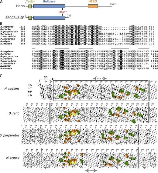 Figure 6. The HEBO domain. (A) Schematic representation of the Hebo and ERCC6L2-SF domain architecture. The asterisk indicates the stop codon at R655 in the patient. (B) Multiple alignment of the HEBO domain sequence of Hebo proteins from representative species. Identical amino acids are represented as white on a black background, and amino acid similarities are boxed. Lines indicate the position of hydrophobic clusters, which are conserved within the whole family (Table S1). GenBank/NCBI RefSeq accession nos. are NP_064592.2 (Homo sapiens), AAH91795.1 (Danio rerio), XP_011663528 (Strongylocentrotus purpuratus), XP_006968442.1 (Trichoderma reesei), XP_002151909.1 (Talaromyces marneffei), CDP26308.1 (Podospora anserina), XP_001391908.1 (Aspergillus niger), and CAD37001.1 (Neurospora crassa). (C) Hydrophobic cluster analysis of the C-terminal region of ERCC6L6 reveals a globular domain (boxed), which is conserved in the ERCC6L2 orthologues. The sequences are shown on duplicated α-helical nets, on which hydrophobic amino acids are contoured and form clusters, which mainly correspond to the regular secondary structures forming globular domains. Conservation of hydrophobic clusters is indicated in green, whereas sequence identities are reported in orange. A more variable region (arrows) is highlighted in the middle of the domain, likely corresponding either to a large loop or to a linker separating two distinct subdomains. S, T, P, and G stand for serine, threonine, proline, and glycine, respectively. Orange and yellow colorings are used to designate identical and similar amino acids, respectively.