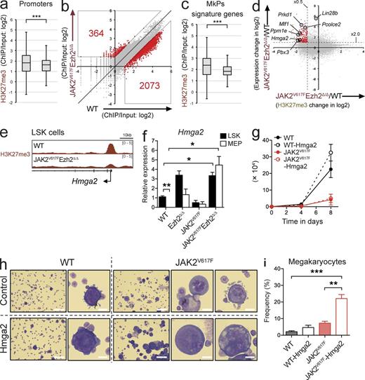 Figure 7. Alterations in H3K27me3 upon the loss of Ezh2 results in the activation of specific oncogenes. (a) Fold enrichment (ChIP/input) values of H3K27me3 (TSS ± 2.0 kb of RefSeq genes) in WT and JAK2V617F/Ezh2Δ/Δ LSKs 4 wk after the deletion of Ezh2. (b) A scatter plot showing the relationship of fold enrichment (ChIP/input) values of H3K27me3 (TSS ± 2.0 kb of RefSeq genes) between WT and JAK2V617F/Ezh2Δ/Δ LSKs 4 wk after the deletion of Ezh2. The light diagonal line represents the borderlines for twofold changes in H3K27me3 levels. (c) Fold enrichment (ChIP/input) values of H3K27me3 at TSS ± 2.0 kb of MkP signature genes in WT and JAK2V617F/Ezh2Δ/Δ LSKs. (d) A scatter plot showing the relationship of expression of RefSeq genes in JAK2V617F/Ezh2Δ/Δ LSKs relative to WT LSKs and H3K27me3 levels of RefSeq genes in JAK2V617F/Ezh2Δ/Δ LSKs relative to WT LSKs and potential oncogenes activated in JAK2V617F/Ezh2Δ/Δ LSKs (see also Table S2). (e) ChIP-seq view of H3K27me3 levels at the promoter region of Hmga2 in WT and JAK2V617F/Ezh2Δ/Δ LSKs 4 wk after the deletion of Ezh2. (f) qRT-PCR analysis of Hmga2 in LSKs and MEPs from WT, Ezh2Δ/Δ, JAK2V617F, and JAK2V617F/Ezh2Δ/Δ (n = 3–4) mice 1–2 mo after the deletion of Ezh2. (g) The total cell counts of WT (black lines) and JAK2V617F (red lines) HSCs transduced with either a control (straight lines) or an Hmga2 (broken lines) retrovirus were monitored for 8 d. (h) Representative pictures of Hmga2-transduced or control vector–transduced WT and JAK2V617F HSCs on day 8 of the culture observed by May-Grünewald-Giemsa staining. Bars: 10 µm (high magnitude); 100 µm (low magnitude). (i) Proportions of megakaryocytes in Hmga2-transduced or control vector–transduced WT and JAK2V617F HSCs on day 8 of the culture. (a and c) Boxes and whiskers show the mean and minimum to maximum, and asterisks show ***, P < 0.001 by the Student’s t test; experiments used cells from two to four individual mice per genotype. (f, g, and i) Bars and asterisks show the mean ± SEM and *, P < 0.05; **, P < 0.01; and ***, P < 0.001 by the Student’s t test; two independent experiments.