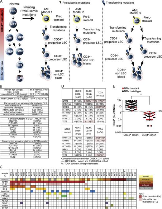 Figure 1. CD34− AML models of differentiation arrest and genetics of samples. (A, left) Normal hemopoietic hierarchy. Initiating mutations in HSC or very early long-lived progenitors create preleukemic (Pre-L) stem cells with a clonal advantage. Model 1: mutations transform pre-LSCs into CD34+ progenitor-like LSCs that differentiate into CD34− GM-pre–like LSCs, resulting in hierarchically arranged LSC populations. LSC populations then differentiate into CD34− non-LSC blasts. Model 2: mutations transform pre-LSCs into CD34− GM-pre–like LSCs that then differentiate into CD34− non-LSC blasts. Here, CD34 would be aberrantly expressed on a small subset of LSCs. Model 3 combines models 1 and 2. Some clones acquire transforming mutations to create CD34+ progenitor-like LSCs that differentiate into CD34− GM-pre–like LSCs; other clones acquire transforming mutations to create CD34− precursor-like LSCs only. CMP, common myeloid progenitor; mat, mature granulocyte–monocytic effector cells; MEP, megakaryocyte-erythroid progenitor; MPP, MPP/short-term HSC; PL, preleukemic; pre, granulocyte–monocyte precursors. (B) Characteristics of 49 CD34− AML samples: patient demographics, blast percentage, immunophenotype, karyotype, and mutational profile. (C) Karyotype and disease-associated nucleotide variants. The colored boxes denote either karyotype/risk stratification or mutation. No known disease-associated mutations were detected in CEBPA, CBL, ETV6, WT1, and Cohesin genes (see Table S1 B). (D, top) Frequency of the indicated mutations in our CD34− AML (n = 49), our CD34+ AML (n = 84), and our TCGA unselected AML (n = 200) sample cohorts. (Bottom) Mutations within NPM1 mutant samples in all three cohorts. n, number of samples. Statistically significant comparisons assessed by χ2 tests are highlighted and marked with asterisks: *, P < 0.05; **, P < 0.01. (E) Distribution of NPM1 wild-type and mutant AML samples across a continuum of CD34 expression (assessed by flow cytometry as a percentage of MNCs: CD34+ AML, n = 84; CD34− AML, n = 49). The 2% threshold of CD34 expression used to select the CD34− AML cohort in this study is marked. The difference in percentage of NPM1 mutant samples between the two cohorts was statistically significant (**, P < 0.01). PTEN, phosphatase and tensin homologue.