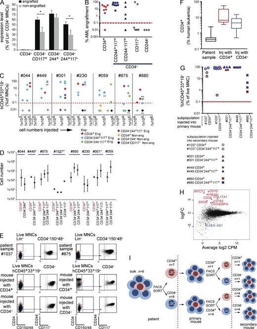 Figure 2. CD34+ and CD34− LSCs in CD34− AML are not hierarchically arranged and share near-identical RNA-seq profiles. (A) Mean percentage of cells with immunophenotypes indicated (as a percentage of Lin−CD34− MNCs) in engrafting and nonengrafting populations (total of 28 samples injected). The only populations significantly more abundant in engrafting samples were Lin−CD34−117+ and Lin−CD34−244+117+. *, P < 0.05; Student’s t test. Error bars represent SEM. (B) Primary engraftment (eight patients). Each symbol represents mean engraftment in one to six mice from the indicated population from one patient. Y axis, mean percentage of human (h)CD45+CD33+CD19− cell engraftment/total live MNCs. X axis, injected cell fraction. Red dashed line, engraftment threshold. Leukemic engraftment was confirmed by genetic analysis in each case. (C) Primary engraftment experiments where different numbers of cells were injected from sorted patient subpopulations annotated as engrafting (Eng) or nonengrafting (Non-eng). At least one engrafting subpopulation in each patient sample propagates leukemia at cell numbers lower than nonengrafting subpopulations. Each data point represents one injected mouse. Asterisks indicate cell doses where multiple mice were injected with the same cell numbers. The number of asterisks indicates the number of different mice injected. (D) LSC frequency in sorted subpopulations calculated from limit dilution transplant assays. Error bars indicate the calculated 95% confidence interval. Data points without error bars indicate cell fractions where the threshold nonengrafting cell number was not achieved. Here, lowest injected cell numbers are shown (see Table S2 D). (E) Two points are made here: first, the patient’s CD34+ and CD34− populations when injected into mice produce both CD34+ and CD34− populations; second, the immunophenotype of the patient’s AML is recapitulated in the mouse. Two representative patient samples, #1037 and #875, from experiments with five different patient samples, show the immunophenotype in the patient sample. Blue arrows indicate CD244 and CD117 expression on CD34− AML cells. CD34+ (red boxes) and CD34− (blue boxes) subpopulations are flow sorted with purity for injection into mice. (Middle and bottom) Representative FACS analysis plots of engrafted human cells in mice. Mice injected with CD34+ cells or CD34− cells. In both cases, engrafting leukemic cells contain both CD34+ and CD34− populations and recapitulate the immunophenotype of the patient’s AML (see Table S2 E). (F) Box-whisker plots show percentage of human CD34+ leukemic cells in patient samples or primary recipients injected (Inj) with either CD34+ (samples from five patients injected into five mice) or CD34− populations (samples from five patients injected into 12 mice). The middle line is the median. Box limits are first and third quartile. Bars indicate minimum and maximum values. (G) Serial engraftment shows no hierarchy between CD34+ and CD34− LSCs. X axis, subpopulations from patient samples injected into primary mice; Y axis, mean percentage of human CD45+CD33+CD19− leukemia engraftment of total live MNCs in secondary mice when populations indicated on the left were injected. Each data point represents engraftment in one mouse (see Table S2 E). (H) RNA-seq data showing log2-fold change (logFC) in expression of all expressed genes (5 CD34+ and14 CD34− AML LSC samples on the y axis) plotted against mean log2 cpm (x axis). Statistically significant differentially expressed genes (P < 0.05) are annotated (red, up-regulated in CD34+ LSCs; blue, up-regulated in CD34− LSCs). (I) CD34+ and CD34− LSCs in CD34− AML generate both CD34+ and CD34− populations in primary transplants, each with leukemia-propagating activity in secondary transplants. n, number of patient samples studied per population.