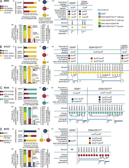 Figure 7. Leukemic CD34+ and CD34− populations share clonal structures. (A–D) Partial differentiation arrest leads to expansion of an LSC-containing CD34−CD117+ population. (i) Clonal composition of FACS-purified populations using data from single-cell mutation–specific genotyping. (ii) Clonal hierarchy of AML based on single-cell genotyping. Numbers within the circles indicate the percentage that each clone comprises within a Lin− MNC population. Numbers outside the circles indicate the number of cells called with each genotype. The asterisk indicates genotypes that were detected in less than three cells where they were called with <99% confidence because of ADO. Genotypes detected in more than two cells could be called with 99% confidence. (iii) The proportions of normal BM CD34+, GM-pre (CD34−117+), GM-mat (CD34−117−), other myeloid mature, and NK cell populations and erythroid precursors (Ery-pre; CD34−244+117+) are shown on the left for comparison with that observed in CD34− AML (right), showing expansion or contraction of populations. Within each leukemic population, the contribution of each clone is shown using data from panel i. Data are also in Table S6 G. (iv) Numbers of cells of FACS-purified populations injected into immunodeficient mice, estimated number of cells of each clone based on results in panel iii, and type of leukemic clones engrafted in each mouse are shown. Where more than one clone is detected in a mouse, circle size denotes major and minor clones. Engrafted clones may be serially engrafted in subsequent secondary and tertiary transplants. NE, no engraftment. Data from four patients and the number of single cells analyzed per population are shown. (A) Patient #880: CD34+, n = 18; CD34−CD117+, n = 20; CD34−CD117−, n = 20. (B) Patient #1037: CD34+, n = 16; CD34−CD117+, n = 18; CD34−CD117−, n = 20. (C) Patient #044: CD34+, n = 18; CD34−CD117+, n = 32; CD34−CD117−, n = 18. (D) Patient #059: CD34+, n = 25; CD34−CD117+, n = 14; CD34−CD117−, n = 14.