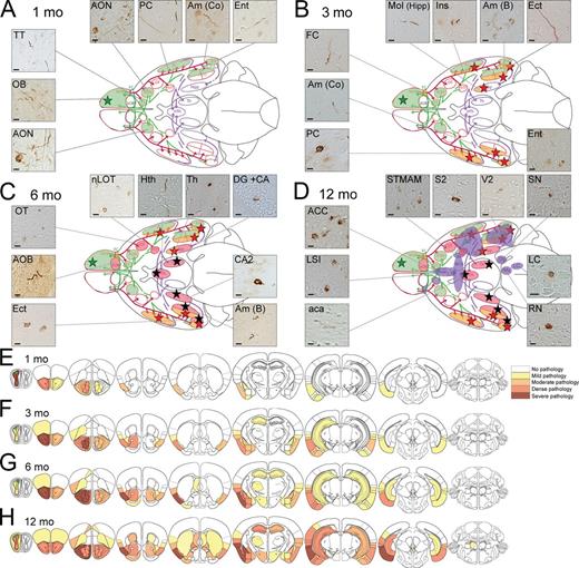 Figure 2. mPFFs injected in OB caused progressive spreading of α-syn pathology first to olfactory structures, then to connected brain regions. (A–D) Schematic of a ventral brain view. First and second order projections from and to the OB are depicted, respectively, in a red solid line, purple-dashed line, and green-dashed line. Colored regions represent brain structures where mPFFs-induced pathology appears (Pser129) at 1 mo (A, green regions), 3 mo (B, orange regions), 6 mo (C, pink regions), and 12 mo (D, purple regions) after injection. Micrographs show pathology (Pser129) in related brain regions. Location of injection is indicated with a green star. A list of the abbreviations is available as Table S3. The sections were immunostained in eight independent histochemical experiments. Histochemical analysis was performed on all animals from the 1-, 3-, 6-, and 12-mo survival time points; 1 and 3 mo delay, n = 4 mice per group; 6 and 12 mo delay, n = 5 mice per group. (A) At 1 mo delay, pathology was observed in olfactory regions (ipsi AON, PC, Am Co, Ent, TT, OB, and contra AON; Table S3). (B) Pathology was detected in additional brain regions after 3 mo (including ipsi FC, Mol, Am B, Ect, and contra Am Co, PC, and Ent). Regions located one synapse away from the olfactory system are identified with a red star. (C) Pathology was detected in additional brain regions after 6 mo (including ipsi nLOT, hypothalamus, thalamus, Hipp, OT, AOB, and contra CA2, AmB, and Ect). Brain regions located two synapses away from the olfactory system are labeled by a black star. (D) 12 mo after injection, additional brain regions displayed pathology. (E–H) Diagram illustrating the anatomical pattern of α-syn pathology in the brain on coronal sections 1 (E), 3 (F), 6 (G), and 12 mo (H) after injection. Bars: (A–D) 10 µm.