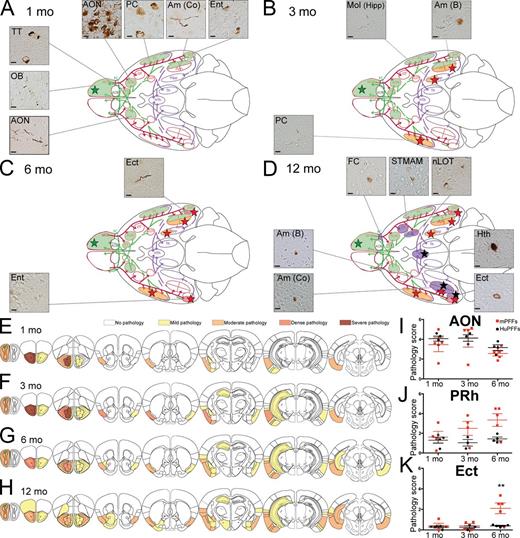 Figure 4. HuPFFs inoculated in OB led to slower progressive spreading of α-syn pathology first to olfactory structures, and then to connected brain. (A–D) Schematic of a ventral brain view, depicting the localization of pathology (Pser129) at 1, 3, 6, and 12 mo after huPFFs injections. Micrographs show pathology (Pser129) in related brain regions. (A–E) Histochemical analysis was performed on all animals from the 1-, 3-, 6-, and 12-mo survival time points. The sections were immunostained in eight independent histochemical experiments. 1 and 3 mo delay, n = 4 mice per group; 6 and 12 mo delay, n = 5 mice per group. (A) At 1 mo delay, pathology was observed in olfactory regions (Ipsi AON, Pc, Am Co, Ent, TT, OB, and contra AON). Bar, 10 µm. (B) At 3 mo delay, pathology appeared in a few more ipsilateral (Mol and Am B) and contralateral brain regions (PC). Regions located one synapse away from the olfactory system are identified with a red star. (C) Pathology appeared in two additional brain regions after 6 mo. (D) 12 mo after injection, additional brain regions show pathology; Regions located 2 synapses away from the olfactory system are identified with black stars. (E–H) Diagram illustrating the anatomical pattern of α-syn pathology in the brain on coronal sections, 1 mo (E), 3 mo (F), 6 mo (G), and 12 mo (H) after injection. (I–K) Scoring of Pser129 immunoreactivity (neurites and cell bodies) in the AON (I), the perirhinal (PRh; J), and ectorhinal cortex (Ect; K). Scoring was performed on all animals from the 1-, 3-, 6-months survival time points. Sections were immunostained in eight independent histochemical experiments (1 and 3 mo delay, n = 4 mice per group; 6 mo delay, n = 5 mice per group) and were analyzed by two-way ANOVA, followed by a Tukey post-hoc test. Statistics are provided in Table S4. **, P < 0.05.