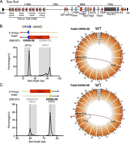 Figure 1. Genome-wide translocation landscape of DN2/DN3 T cell progenitors. (A) Schematic of murine Tcra-Tcrd locus. Dark red triangles represent position and orientation of CBEs. INT1-2 and TEA CBEs are labeled. Cen., centromere; Tel., telomere. 5′- and 3′-Primers (red and blue arrows, respectively) for generation of Trdd2 LAM-HTGTS libraries are indicated. (B and C, top left) Junction reads are composed of the bait primer (red or blue arrows) and the bait sequence (black lines) leading up to the junction (encompassing bait and prey BE sequences), followed by the prey sequence (orange lines). Relative position of 12RSS (blue triangle), 23RSS (yellow triangle), and Trdd2 gene segment (red rectangle) are indicated. (bottom left) Distribution of bait sequence length, plotted as the percentage of total junctions, corresponds to the relative position of the predicted bait break-sites (dotted lines). Numbers in parentheses denote total junctions analyzed. Ranges of bait sequence lengths of signal end (SE) and coding end (CE) bait libraries are shaded in gray (see Materials and methods for details). Junction percentages of total junctions in indicated ranges are shown above. 5′-Primer (n = 4; B); 3′-Primer (n = 3; C). (right) Circos plots displaying genome-wide prey junction distribution from either Trdd2-12RSS-SE (n = 4; B) or Trdd2-23RSS-SE (n = 3; C) libraries. Bin size is 5 Mb (black bars). Trdd2 bait site (red triangle) and translocations from the bait to Tcr loci hotspots (red links) are indicated. Trdd2-12RSS-SE and Trdd2-12RSS-CE (Fig. S2) are normalized to 76,966 junctions. Trdd2-23RSS-SE and Trdd2-23RSS-CE (Fig. S2) are normalized to 106,193 junctions.