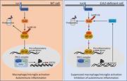 Figure 9. Model of Ezh2 in the regulation of macrophages/microglia activation and autoimmune inflammation. In WT macrophages/microglia, Ezh2, together with EED and Suz12 form PRC2 complex, which directly target Socs3 to promote the H3K27me3 and suppress the expression of Socs3, lead to uncontrolled TLR-induced NF-κB activation and increased proinflammatory gene expression, therefore finally promoting the autoimmune inflammation. Whereas in Ezh2-deficient cells, Ezh2 depletion caused a substantial reduction of H3K27me3 levels, incensement of H3K4me3 at the Socs3 gene enhancer region induced the up-regulation of Socs3. Socs3 in turn mediated the Lys48-linked ubiquitination and degradation of TRAF6, leading to the suppression of TLR-induced MyD88-dependent NF-κB activation and the inhibition of genes involved in macrophage/microglial activation and autoimmune inflammation.