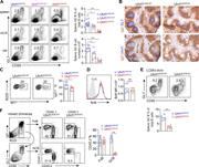 Figure 3. Uhrf1 is required for GC response. (A, B, and D) Mice of each genotype were immunized with SRBCs and analyzed at day 8. (A) Flow cytometric analysis of GC B cells (B220+CD95+GL7+) in spleen, mesenteric LN (mLN), and Peyer’s patches (PPs) from Uhrf1 WT, heterozygous, and KO mice. Data were pooled from three experiments. n = 6–10. (B) Cryosections from each genotype of mice were immunohistochemically stained for GC B cells (anti-GL7) and Uhrf1 expression (anti-Uhrf1, bottom in blue). Data are representative of three experiments. Bar, 100 μm. (C) Flow cytometry analysis of IgG1 class switch in GC B cells. n = 9. Data were pooled from four experiments 7 or 10 d after SRBC immunization. (D) Bcl6 expression were intracellularly stained by flow cytometry in GC B cells. Data were pooled from two experiments. n = 5–6. (E) Mice were infected with LCMV-Armstrong (LCMV-Arm) and analyzed for splenic GC B cells at day 12. Data were pooled from two experiments. n = 6. (F) Mixed BM chimeras generated with ∼50% Uhrf1GCBWT or Uhrf1GCBKO CD45.2 cells,∼50% CD45.1 WT cells were immunized with SRBCs, and the percentage of CD45.2+ FoB and GC B cells was analyzed by flow cytometry. Data were pooled from two experiments. In all bar graphs, bars represent means, and dots represent individual mice. Error bars show means ± SEM. *, P < 0.05; ***, P < 0.001.