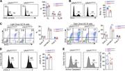 Figure 4. Uhrf1 loss impaired GC B cell proliferation without affecting cell survival. (A–E) Mice of each genotype were immunized with SRBCs and analyzed at days 7–10. (A) Cell cycle of GC B cells were analyzed by DNA content staining. n = 6. (B) Flow cytometry analysis of GC B cell BrdU incorporation 30 min after BrdU treatment. n = 6. (C) Mice were pulsed with Edu followed 1 h later by BrdU, and mice were then analyzed at 0.5 h after BrdU pulse for BrdU-Edu double staining. n = 5–6. (D) Representative dot plots of γH2a.X staining profile in GC B cells. n = 6. (E) Frequency of GC B cells with activated caspase 3 were analyzed by flow cytometry. Data were pooled from three (A, C, and E) or two (B and D) experiments. n = 9. In all bar graphs, bars represent means, and dots represent individual mice. **, P < 0.01; ***, P < 0.001.