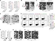 Figure 6. Uhrf1 methylates Slfn1/2 gene locus to promote GC B cell proliferation. (A) RT-qPCR analysis of Slfn transcripts in GC B cells. n = 3. (B–D) Methylation analysis of Slfn1 (B), Slfn2 (C), and Slfn8 (D) were performed by bisulfite conversion of genomic DNA extracted from FACS-sorted WT and Uhrf1-deficient GC B cells. The selected genomic region is shown by a red bar. Open circles, unmethylated; filled circles, methylated. The frequencies of methylation are shown below. Statistical analysis was done with Fisher’s exact test. (E) BM cells of Uhrf1GCBWT and Uhrf1GCBKO mice were transduced with retrovirus expressing control shRNA or Slfn shRNA and used as donors to generate BM chimeric mice as done in Fig. 5 F. Chimeric mice were immunized with SRBC 6 wk after reconstitution, and the frequency of GC B cells (CD95+GL7+) in transduced B cells of chimeric mice was analyzed by flow cytometry at day 7. n = 3. Statistical analysis was done with one-way ANOVA. (F) RT-qPCR analysis of Slfn1 and Slfn2 transcripts in sorted follicular and GC B cells. n = 3. (G and H) Methylation analysis of Slfn1 (G) and Slfn2 (H) was performed by bisulfite conversion of genomic DNA extracted from FACS sorted FoB and GC B cells as in B–D. Statistical analysis was done with Fisher’s exact test. Data are representative of two (B–F) or three (A, G, and H) experiments. Error bars show means ± SEM. *, P < 0.05; **, P < 0.01; ***, P < 0.001.