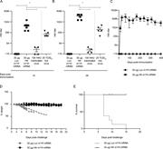 Figure 5. HA m1Ψ-mRNA-LNP immunization elicits strong antigen-specific B cell responses. Mice were immunized once with 30 µg of m1Ψ-mRNA-LNPs i.d. or 100 HAU of inactivated PR8 influenza virus i.m or infected with a sublethal dose (25 TCID50) of live PR8 influenza virus. (A–C) HA inhibition (HAI) titers from mouse serum were determined over time. The dashed lines indicate that HAI values for the live PR8 virus infection were assayed separately. (D and E) Mice were challenged with a lethal dose of PR8 influenza virus 13 mo after immunization and weight loss (D) and survival (E) were followed. n = 4–8 mice, and each symbol represents values for one animal. Experiments were repeated at least two times. Statistical analysis: (A–B) one-way ANOVA with Bonferroni correction, *, P < 0.05; (C) Student’s t test, comparing HA m1Ψ-mRNA with Luc m1Ψ-mRNA, *, P < 0.05 for each time point.