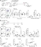 Figure 5. Selective expansion of P2rx7−/− Tfh cells upon pristane injection but not conventional immunization. (A) Scheme of the adoptive transfer and immunization experiment; representative plots of donor CD4+ and CXCR5+ICOS+ T cells within transgenic cells recovered from the draining lymph nodes of recipient mice 1 wk after primary immunization and frequency of recovered donor cells within individual mice after primary immunization (10 mice per group) and secondary response (five mice per group; mean ± SEM). (B) Scheme of the adoptive transfer and pristane administration experiment; representative plots of CD90.2+ donor CD4+ T cells from spleen at 2 mo after transfer, frequency of recovered donor CXCR5+ICOS+ CD4+ T cells within individual mice at 1, 2, and 4 mo after injection of pristane (mean ± SEM). Each dot in graphs represents an individual mouse. Two-tailed Mann–Whitney U test. *, P < 0.05; **, P < 0.01. (C) Correlation between GC B cells and donor Tfh cell frequencies at the indicated time points. The correlation coefficient r and the respective P value were calculated with nonparametric Spearman test. Each dot in graphs represents an individual mouse.