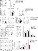 Figure 7. Increased PIL severity and IFN-γ secretion by ICOS+PSGL-1lo/− CD4 T cells in mice with conditional deletion of P2rx7 in T cells. (A) Spleen weight of untreated CD4-Cre P2rx7WT/WT (n = 5), CD4-Cre P2rx7fl/fl (n = 12), pristane-treated CD4-Cre P2rx7WT/WT (n = 21), and CD4-Cre P2rx7fl/fl (n = 15) mice. (B) Proteinuria score. (C) Serum IgG concentration. (D) Semiquantitative detection of self-reactive IgG by ELISA (QUANTA-Lite ANA) in the same mice. (E–G) Absolute numbers of IgG-secreting cells (E) and frequencies and absolute numbers of CD19+B220+PNA+ Fas+ (F) and TCRβ+CD4+CXCR5+ICOS+ (G) cells in the spleen of the same mice. (H) Representative contour plots for ICOS and PSGL-1 staining among CD4+ T cells from spleen and frequency of IFN-γ secreting cells within the ICOS+PSGL-1lo/− CD4+ T cells of the same mice. Each dot represents an individual mouse; median or mean ± SEM is shown. Two-tailed Mann–Whitney U test. (I) Representative contour plots for ICOS and PSGL-1 staining among CD4+ T cells from the spleen of pristane-treated WT and P2rx7−/− mice, and frequency of IFN-γ–secreting cells within the indicated subsets of untreated and treated mice. Statistics from three independent experiments are shown. Mean ± SEM (untreated mice, n ≥ 4; treated mice, n ≥ 8). (J) Representative contour plots for intracellular staining of IL-21, IL-17, and IFN-γ in CD4+ T cells from spleen of pristane-treated WT, P2rx7−/−, and Icos−/−P2rx7−/− mice and statistics of frequencies. Mean ± SEM (n = 2 independent experiments with at least five mice). Student’s t test. *, P < 0.05; **, P < 0.01; ***, P < 0.001; ****, P < 0.0001. ns, not significant.