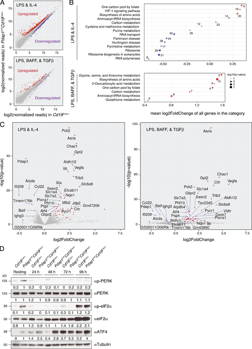 Pdap1-deficient B cells activate the Atf4 stress response transcriptional program.(A) Scatterplots of gene expression in Pdap1F/FCd19Cre/+ versus control (Cd19Cre/+) mature B cells stimulated with LPS and IL-4 (top) or LPS, BAFF, and TGFβ (bottom). Genes with an adjusted P value (FDR) < 0.05 that are up- or down-regulated in Pdap1F/FCd19Cre/+ cells are highlighted in red or purple, respectively. Data summarizes results from three mice per genotype per stimulation condition and is presented as log2(RPM) (reads per gene per million mapped sequence reads) values. (B) Pathway enrichment analysis (KEGG pathways) of the differentially regulated genes (FDR < 0.05) from A. The number of differentially regulated genes in each category is indicated. (C) Volcano plots displaying differentially expressed genes between control and Pdap1-deficient splenocytes activated with LPS and IL-4 (right) or LPS, BAFF, and TGFβ (left). The red and purple dots represent transcripts up- and down-regulated in Pdap1F/FCd19Cre/+ cells, respectively, with FDR < 0.05 and expression fold change > 2 (up-regulated) or 1.7 (down-regulated) in both stimulation conditions. The names of the down-regulated and the 30 most significantly up-regulated genes within each stimulation condition are indicated in each graph. The fold change threshold for down-regulated genes was set to 1.7 to include genes yielding a biologically relevant effect even with less pronounced variations in expression levels (e.g., Aicda, haploinsufficient gene). (D) Representative WB analysis of splenocytes of the indicated genotypes before (resting B cells) and after 24–96-h activation with LPS and IL-4. Data are representative of two mice per genotype, and quantification values of WB signals are indicated underneath the corresponding blots. See also Fig. S5 and Table S1.