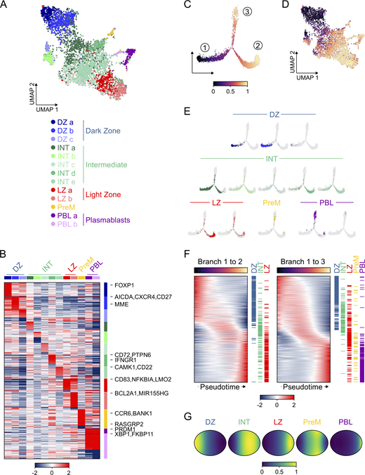 GC B cell developmental stages. (A) UMAP projection and cluster identification from sc-RNAseq profiles of 4,984 GC B cells in G0-G1 stages of the cell cycle. (B) The heat map shows the top 50 up- and down-regulated genes for each cluster. Genes that are significantly differentially expressed in more than one cluster are displayed in association with the cluster in which they show the best fold change. The heat map is colored by the log2 fold change of the average expression. (C) Pseudo-time analysis by Monocle of the sc-RNAseq profiles displayed in A. The projection is colored by normalized pseudo-time. Numbers in the circle identify distinct branches. (D) UMAP projection colored by normalized pseudo-time analysis. (E) Mapping of the PhenoGraph clusters on the pseudo-time plot. (F) Heat map of pseudo-time gene expression changes. On the right, genes are labeled based on the phenotype in which they display the largest log2 fold change. (G) Spatial reconstruction of the inferred locations of GC subpopulations in an idealized GC structure using novoSpaRc. The most likely inferred spatial position of a given cell type is denoted by its normalized score ranging from high (1, yellow) to low (0, blue) confidence values. See also Fig. S2, Table S1, and Table S2.