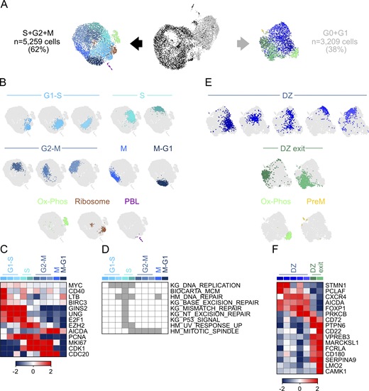 DZ B cell subpopulations. (A) UMAP projection and cluster identification from sc-RNAseq profiles of 8,468 DZ B cells (CD3−, IgD−, CD38+, CXCR4hi, CD83lo). Black and gray dots mark B cells that respectively express (left) or do not express (right) genes associated with the S-G2-M stages of the cell cycle. UMAP projections and cluster identification were performed independently for cells in the two cell cycle groups. (B) UMAP projection and cluster identification by PhenoGraph of DZ GC B cells that express genes associated with the S-G2-M stages of the cell cycle. (C) Heat map displaying the relative expression fold change (log2) of selected genes in the DZ B cell clusters identified in B. (D) Pathway enrichment analysis for the gene signatures associated with the clusters identified in B. Pathways from KEGG database (KG), Hallmark database (HM), and Biocarta database that are significantly enriched (hypergeometric test with Benjamini-Hochberg correction, q < 0.05) are shown in gray. (E) UMAP projection and cluster identification by PhenoGraph of DZ GC B cells that are at the G0-G1 stages of the cell cycle. (F) Heat map displaying the relative expression fold change (log2) of selected genes in the DZ B cell clusters identified in E. See also Table S3. Ox-Phos, oxidative phosphorylation.