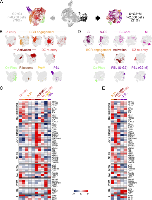 LZ B cell subpopulations. (A) UMAP projection and cluster identification from sc-RNAseq profiles of 11,118 LZ B cells (CD3−, IgD−, CD38+, CXCR4lo, CD83hi). Black and gray dots mark B cells that respectively express (right) or do not express (left) genes associated with the S-G2-M stages of the cell cycle. UMAP projections and cluster identification were performed independently for cells in the two cell cycle groups. (B) UMAP projection and cluster identification by PhenoGraph of LZ GC B cells at the G0-G1 stages of the cell cycle. (C) Heat map displaying the relative expression fold change (log2) of selected genes in LZ B cell clusters identified in B. (D) UMAP projection and cluster identification by PhenoGraph of LZ GC B cells that express genes associated with the S-G2-M stages of the cell cycle. (E) Heat map displaying the relative expression fold change (log2) of selected genes in LZ B cell clusters identified in D. See also Table S4. Ox-Phos, oxidative phosphorylation.