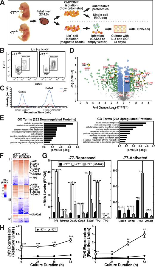 Elucidating cell fate mechanisms through multiomics and genetic rescue of transcriptomic aberrations in enhancer mutant progenitors.(A) Schematic representation of experimental workflow for the multiomic analyses. (B) Representative flow plot of the CMP/GMP pool (Lin−Sca1−cKit+CD34+) isolated for proteomic and scRNA-seq analyses. The CMP:GMP ratio was 1:2 in both −77+/+ and −77−/− fetal livers. The megakaryocyte-erythrocyte–restricted progenitor (MEP) population was excluded because the −77 deletion strongly reduces fetal liver MEPs. (C) Quantitative proteomic analysis performed by MS. Flow-sorted cells were pooled into replicates of 5–6 × 106 cells. Three pools of −77+/+ (n = 17 from 11 litters) and four pools of −77−/− (n = 13 from seven litters) were analyzed. The plot shows reduced recovery of representative peptides of GATA2 and GATA1 in −77−/− samples. (D) Volcano plot depicting 202 upregulated and 232 downregulated proteins in −77−/− CMP/GMP pool (q < 0.05). Select upregulated IFN targets and downregulated proteins are highlighted. Fold change relative to −77+/+ is shown in parentheses. See also Table S1. (E) Top categories from Gene Ontology (GO) analysis of down- and upregulated proteins using DAVID Bioinformatics Resources (https://david.ncifcrf.gov). See also Fig. S1. (F) Population RNA-seq analysis. Heatmap of the 3,161 differentially expressed (DE) genes (fold change ≥2 and adjusted P value <0.05) from comparing −77−/− (n = 4) and −77+/+ (n = 4) Lin− fetal liver cells infected with empty pMSCV vector (EV) and cultured for 3 d. Infection of −77−/− with a GATA2 expression vector (n = 4) parses the DE genes into four categories: (I) no rescue of upregulated genes (n = 51), (II) rescue of upregulated genes (n = 1,251), (III) rescue of downregulated genes (n = 1,463) and (IV) no rescue of downregulated genes (n = 396). See also Fig. S2. (G) Comparison of mRNA levels for select DE genes mined from the RNA-seq data. See also Table S2. (H) Quantitation of mRNA levels in −77+/+ (n = 5 from three litters) and −77−/− (n = 7 from three litters) Lin− fetal liver cells cultured for 72 h. In all graphs, error bars represent mean ± SEM. Statistics were calculated using unpaired two-tailed Student’s t test; *, P ≤ 0.05; **, P ≤ 0.01; ***, P ≤ 0.001. FPKM, fragments per kilobase of transcript per million mapped reads. Refer to the image caption for details.