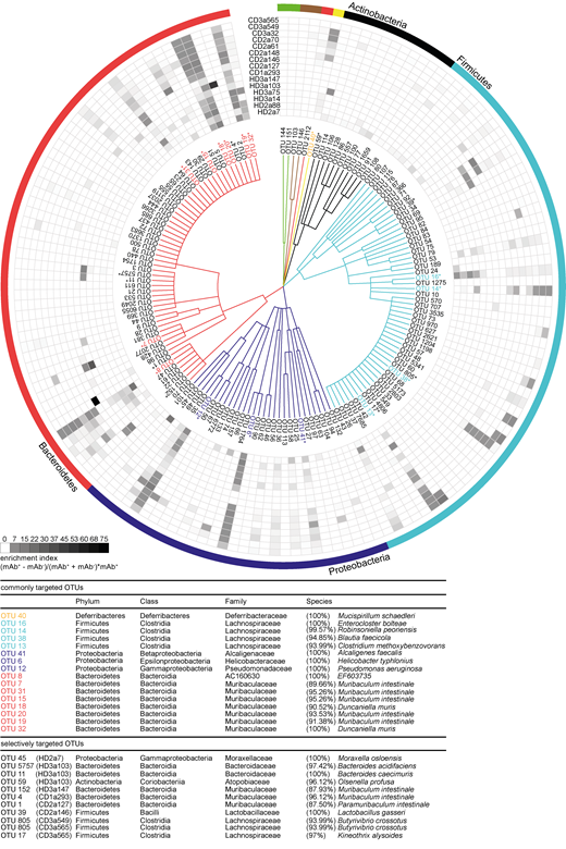 High-microbiota-reactive intestinal IgA is cross-species reactive. Single OTUs are organized as a dendrogram (phylum to family, annotations displayed in colors) based on the RDP taxonomic classification (Wang et al., 2007). Only OTUs occurring at a relative abundance of ≥0.5% in any positive fraction are displayed. Antibody specificity to a given OTU is displayed as enrichment index (as defined in the graph and determined as mean of two or more replicate experiments). 16 commonly targeted OTUs enriched twofold by ≥3 mAbs are indicated in colors, marked by asterisks, and listed below the figure. Selectively targeted OTUs (OTUs enriched by only a single mAb among the high-microbiota-reactive antibodies) are listed in black and marked by asterisks. The lineage and taxonomic identity (closest species with a valid name and corresponding 16S rRNA gene sequence identity) of these denoted OTUs were obtained using EZbiocloud (Yoon et al., 2017). Nonlisted phyla are as follows: Deinococcus-Thermus (green), Cyanobacteria (brown), and Deferribacteres (yellow). Taxonomic classifications of OTUs are listed in Table S2.