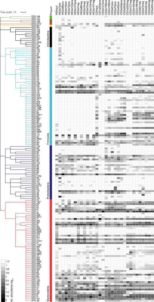 Intestinal IgA binds to high- and low-abundance members of the microbiota. Single OTUs are organized as a dendrogram (phylum classification in colors). Dendrogram clustering of OTUs (phylum to family) was based on the RDP taxonomic classification (Wang et al., 2007). OTUs marked by asterisks denote commonly or selectively targeted OTUs and are listed in Table S2. Taxonomic species annotation of asterisks marked OTUs was based on EZbiocloud (Yoon et al., 2017). Only OTUs occurring at a relative abundance ≥0.5% in any positive or negative fraction are displayed. Heat map shows log10-transformed relative abundances of OTUs.