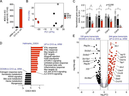 LCMV Cl13 infection induces dysregulation in tight junction gene expression as well as a type I IFN signature in IECs. See also Fig. S3, Table S1, Table S2, Table S3, Table S4, and Table S5.C57BL/6 mice were infected with LCMV ARM or Cl13 or left uninfected (Un) and RNA-sequencing analysis was performed on FACS-purified IECs on day 9 p.i. (A) Number of DEGs with adjusted P value (p.adj) < 0.05 and fold change (FC) ≥ 2 between IECs from ARM- or Cl13-infected versus uninfected mice. (B) PCA plot with IEC transcriptomes from uninfected and ARM- and Cl13-infected mice. PC, principal component. (C) Gene counts by DESeq2 for indicated genes were normalized to average counts in the uninfected group. (D) Differentially enriched pathways (P < 0.05; FDR < 0.25) in ARM- versus Cl13-infected mice by GSEA. (E) DEGs in ARM- versus Cl13-infected mice. RNA sequencing was performed in a total of three independent experiments, in which each sequenced sample consists of IECs pooled from three mice. Averages ± SEM are shown (C). DEG (A and E), PCA (B), and FDR-adjusted P values (C) were computed by DESeq2. *, adjusted P value < 0.05.