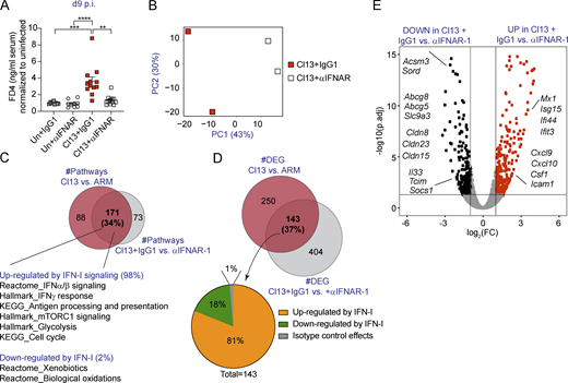 Type I IFN signaling increases intestinal permeability and immune cell recruitment genes while down-regulating tight junction–related genes in IECs from LCMV-Cl13–infected mice. See also Fig. S3, Table S6, Table S7, Table S8, and Table S9.C57BL/6 mice were infected with LCMV Cl13 or left uninfected (Un) and injected with isotype (IgG1) or anti-IFNAR-1 Ab (αIFNAR) i.p. and analyzed at day 9 p.i. (A) In vivo intestinal permeability to FD4. (B–E) RNA sequencing was performed in IECs. (B) PCA plots showing individual samples from IgG1- versus αIFNAR-treated Cl13-infected mice. (C and D) Venn diagram overlapping pathways (C) or DEGs (D) from Cl13 versus ARM (data from Fig. 2) and Cl13-infected plus IgG1 versus αIFNAR treatment comparisons. (E) DEGs in IEC transcriptomes from IgG1- versus αIFNAR-treated Cl13-infected mice. Averages ± SEM are shown (A). Data are pooled from three independent experimental repeats with n = 3–4 mice/group (A). (B–E) RNA sequencing was performed in a total of two independent experiments, in which each sequenced sample consists of IECs pooled from three mice. PCA (B) and DEGs (C–E) were calculated by DESeq2. (A) Kruskal–Wallis test with Dunn’s correction for multiple comparisons. (C) Pathway enrichment was determined by GSEA (P < 0.05; FDR < 0.25). *, P <0.05; **, P <0.01; ***, P <0.001; ****, P <0.0001. FC, fold change; p.adj, adjusted P value; PC, principal component.
