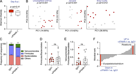 Type I IFN signaling promotes overrepresentation of Erysipelatoclostridium and reduces Roseburia in the intestinal microbiome after LCMV Cl13 infection. See also Fig. S5 and Table S10. C57BL/6 mice were infected with LCMV Cl13 and injected with isotype (IgG1) or anti-IFNAR-1 Ab (αIFNAR) i.p. and sacrificed at day 9 p.i. 16S rRNA gene amplicon sequencing was performed on colonic and cecal contents. (A) Alpha diversity by the Shannon diversity index. (B) Beta diversity PCoA with Unweighted UniFrac, Jaccard and Bray–Curtis distances. (C) Frequency of sequences at the phylum level at indicated time points. (D and E) Frequency of phylum Firmicutes divided by Bacteroidetes (D) or phylum Verrucomicrobia divided by Firmicutes and Bacteroidetes (E) for each individual mouse. (F) Songbird multinomial regression analysis of genera in IgG1-treated versus αIFNAR-treated Cl13-infected mice. X axes correspond to individual taxa. Taxa highlighted in red were consistently perturbed, in the same direction and with rank cutoffs of −0.5 and 0.5, after shotgun metagenomics analysis of an independent cohort of mice. UP indicates taxa up-regulated in αIFNAR-treated versus IgG1-treated Cl13-infected mice. Data in A–F are representative of one independent repeat by 16S rRNA amplicon sequencing, with n = 9–10 mice/group. (A and C–E) Averages ± minimum/maximum (A) or ± SEM (C–E). (B) Significance was computed with PERMANOVA (999 permutations). ns, not significant; PC, principal component. Refer to the image caption for details.