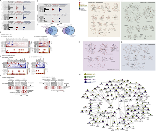 Overview of epigenetic, transcriptomic, and proteomic changes; correlation between epigenetic and transcriptomic signatures; and integrative multi-omic analysis of gene landscapes in mutant hMGLs. (A and B) Overall total number of DM gene-associated peak signals by ATAC-seq, and ChIP-seq (A) DEGs (q < 0.1), and DEPs by RNA-seq/proteomic analysis, respectively (B), in hMGLs generated and characterized in this study (black bars). Numbers of up-regulated (middle graphs, red bars) and down-regulated (right graphs, blue bars) DEGs, DEPs, and DM-associated genes are also presented as indicated. (C–G) Analysis of DEPs in SORL1A528T hMGLs, showing Venn overlap analysis between up-regulated (C) and down-regulated (D) DEPs in SORL1 KO (purple) and A528T hMGLs (blue). GO DAVID analysis of up-regulated SORL1A528T DEPs show enrichment in “cell surface” and “early endosome” CCs (E), whereas down-regulated SORL1A528T DEPs feature enrichment in lysosome-associated KEGG pathways (F) and endosome components (G). (H) Correlation of overlapping DM-associated epigenetic signatures (heatmaps, left). Heatmap depicting relative overlap between down-regulated and up-regulated ChIP-seq and ATAC-seq DM-associated peak signatures in hMGL lines, as calculated from overlapping components from ChIP-seq and ATAC-seq datasets (left heatmaps). Correlation of overlapping DM-associated epigenetic and transcriptomic signatures (heatmaps, right). Heatmap depicting relative overlap between down-regulated and up-regulated DEGs (RNA-seq) and epigenetic DM-associated peak profiles. Pairwise correlation ratios in Venn overlap diagrams (see H in Data S1; top heatmaps) are ratios of overlapping up-regulated, down-regulated, or total signatures over the total signatures (for each pairwise category) observed in each line (XhMGL line value for each hMGL line); ratios are normalized by dividing each XhMGL line value over the sum of all XhMGL line values for up-regulated, down-regulated, or total signatures. Heatmaps for three-way overlap (bottom heatmap) are ratios of down-regulated, up-regulated, or total overlapping signatures observed in all three epigenetic datasets over the total number of signatures for each hMGL line (YhMGL line value). Normalized values were established by dividing YhMGL line values from each line over the total of all YhMGL line values. Normalized correlation ratios were calculated for epigenetic/RNA-seq heatmaps in right heatmaps, as described for left heatmaps (ChIP-seq/ATAC-seq correlation). (I–L) Full molecular pathway analyses of TREM2 KO, TREM2R47H, SORL1 KO, and SORL1A528T hMGLs through integrative multi-omic analysis (OmicsIntegrator). Complete map of genes dysregulated in the mutant TREM2 KO (I), TREM2R47H (J), SORL1 KO (K), and SORL1A528T (L) hMGL lines compared to WT. Branches were defined in the OmicsIntegrator network by removing the root node. Resulting branches are displayed in a grid layout, with the most central gene highlighted with large font and labeled adjacently for each cytoscape network group with significantly centralized nodes. Node color schemes defined by various analytical platforms are indicated in I as red (RNA-seq), orange (proteomics), yellow (H3K27ac ChIP-seq), green (H3K4me3 ChIP-seq), blue (ATAC-seq), and gray (inserted by the OmicsIntegrator algorithm). See extended Data S1 for enlarged network diagrams for I–L. (M) The network of gene commonly altered across multiple cell lines. Integrative analysis implicate dysregulation of APOE in TREM2 KO and R47H, and SORL1 KO and A528T hMGL lines. Genes depicted within the Cytoscape network map were affected in one or more analytical dataset by at least three out of the four TREM2/SORL1 mutant hMGL cell lines compared to WT. Colored pie charts comprising network nodes indicate hMGL lines dysregulated at particular nodes; larger nodes indicate genes modulated in all four hMGL lines. AD-related genes of particular interest (APOE, APOC1, and APOC2) were intentionally highlighted with an enlarged font size. Edge colors indicate an edge identified within the multi-omic network for a particular hMGL line; a color scheme for nodes and edges within the network is shown (TREM2 KO, yellow; TREM2R47H, green; SORL1 KO, purple; SORL1A528T, blue).