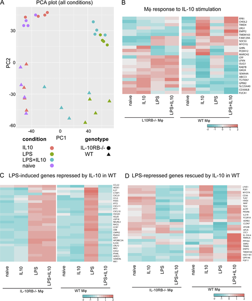 IL-10 selectively inhibits the LPS-mediated transcriptional response in Mφs. (A) PC analysis (PCA) was performed on all expressed genes in control Mφs (n = 4) and IL-10RB−/− Mφs (n = 3) stimulated with either 20 ng/ml rhIL-10 (overnight) or 2 ng/ml LPS for 6 h, or IL-10 prestimulation followed by a 6-h LPS stimulation (in the presence of IL-10). (B) Heat maps showing average gene expression levels of ∼25 genes significantly deregulated after IL-10 stimulation in control Mφs (n = 4) but not regulated in IL-10RB−/− Mφs (n = 3; Table S3). (C) Heat maps showing expression levels of selected LPS-induced genes that are down-regulated in the IL-10 plus LPS condition in control Mφs but remained unchanged in IL-10RB−/− Mφs (IL-10–repressed genes). (D) Heat maps showing expression levels of selected LPS-repressed genes whose expression was significantly reversed in IL-10 plus LPS treatment in control Mφs but not in IL-10RB−/− Mφs (IL-10–rescued genes). Only the top most significant genes are presented in C and D (full lists of affected genes are presented in Tables S4 and S5, respectively). Statistical significance in B–D was based on FDR <0.05 and fold-change >2. Refer to the image caption for details.