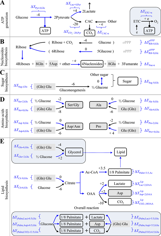 The dissipation of electrons (ΔY) in metabolic transformations. ΔY is calculated by Eq. 2 based on the Y values in Table 1 and Table S1. (A) ΔY in ATP generation. The inset is mitochondrial ATP generation. (B) ΔY in the biosynthesis of nucleosides. Ribose can be generated in oxidative PPP (oPPP) or nonoxidative PPP (nPPP). The exact ΔY values of ribose-initiated biosynthesis of nucleosides depend on the specified nucleoside. See Fig. S2 and Table S3 for details. (C) ΔY in the biosynthesis of sugar. (D) ΔY in the biosynthesis of nonessential amino acids. The carbons of amino acids could be from glucose or glutamine. (E) ΔY in the biosynthesis of lipids. Palmitate could be synthesized from glucose or glutamine. The insets are the biosynthesis of glycerol (glycerol-3-phosphate) and the overall reactions of palmitate from glucose or glutamine. In all panels, numbers are ΔY values in one reaction. “−” means the production of electrons, while “+” refers to the consumption of electrons. White box indicates the building bricks for proliferating cells. Gray box shows amino acids. Curved arrows indicate optional pathways. Brackets represents the coupled pathways. Blue routes show the metabolic pathways prevailing under hypoxia. Ac-CoA, acetyl-CoA; Cit, citrate; e, electron; Lac, lactate; OAA, oxaloacetate; Palm, palmitate; Pyr, pyruvate; Rib, ribose. Refer to the image caption for details.