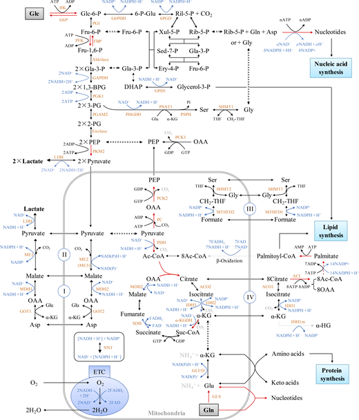 Intracellular metabolic overview. The metabolic pathways were organized based on Berg et al. (2011). The red arrows show the irreversible direction of the reactions. The synthesis of each nucleotide is summarized in Fig. S2 and Table S3. 1,3-BPG, 1,3-bisphosphoglycerate; 2-PG, 2-phosphoglycerate; 3-PG, 3-phosphoglycerate; 6-p-Glu, 6-phosphogluconate; Ac-CoA, acetyl-CoA; Asp, aspartate; DHAP, dihydroxyacetone phosphate; Ery-4-P, erythrose-4-phosphate; Fru-1,6-P, fructose-1,6-bisphosphate; Fru-6-P, fructose-6-phosphate; Gla-3-P, glyceraldehydes-3-phosphate; Glc, glucose; Glc-6-P, glucose-6-phosphate; OAA, oxaloacetate; PEP, phosphoenolpyruvate; Rib-5-P, ribose-5-phosphate; Ril-5-P, ribulose-5-phosphate; Sed-7-P, sedoheptulose 7-phosphate; Suc-CoA, succinyl-Co enzyme A; THF, tetrahydrofolate; Xul-5-P, xylulose-5-phosphate; α-KG, α-ketoglutarate. The full names of enzymes used here are listed in Table S5. Refer to the image caption for details.