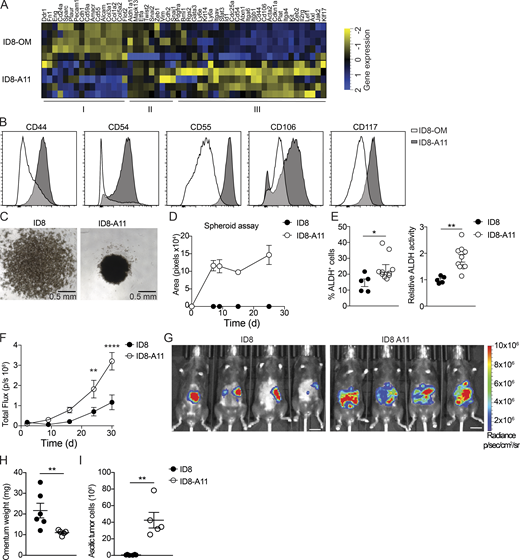 Ovarian cancer cells in ascites acquire CSC characteristics.(A) Heatmap showing expression of CSC markers in omental ID8 cells (ID8-OM) and ID8 cells from ascites (ID8-A11); see Table S1 for details. (B) Flow cytometry analysis of CSC surface markers on ascitic ID8-A11 cells compared with ID8 cells in omentum (ID8-OM).(C and D) Spheroid formation assay comparing cultured ID8 and ID8-A11 cells; 4 × 104 cells were seeded in ultra-low-adherence 96-well plates, and formation of spheroids was assessed with a wide-field microscope. (E) Analysis of ALDH activity in ID8 and ID8-A11 cells by flow cytometry using the Aldefluor assay. ALDH+ cells were gated using DEAB-treated cells as negative control (left), and relative ALDH activity was calculated by measuring the median fluorescence intensity of Aldefluor. Data are represented as mean ± SEM of n = 5 (ID8) orn = 8 (ID8-A11), and statistically significant difference was calculated using Mann-Whitney U test; *, P < 0.05; **, P < 0.01. (F) Analysis of tumorigenic potential of ID8 and ID8-A11 cells in vivo; total tumor burden was monitored by in vivo bioluminescence imaging. Data are represented as mean ± SEM of n = 6, and statistically significant difference was calculated using two-way ANOVA followed by Tukey post hoc test; **, P < 0.01; ****, P < 0.0001. (G) Representative images of tumor localization at 30 d after injection of parental ID8-Luc and ID8-A11 cells; scale bar: 1 cm. (H and I) Ex vivo analysis of tumor burden in omentum (H) and ascites (I) at 30 d after transplantation of ID8-Luc or ID8-A11 cells. Data are represented as mean ± SEM of n = 6 (ID8) or n = 5 (ID8-A11), and statistically significant difference was calculated using Mann-Whitney U test; **, P < 0.01. All data are representative of two independent experiments. Refer to the image caption for details.