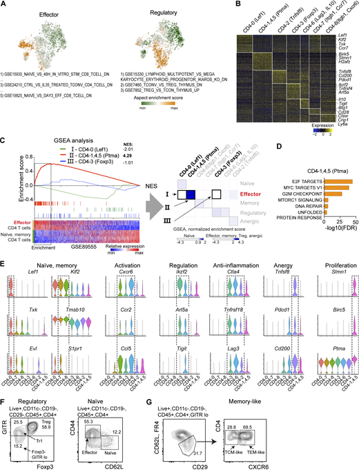 Islet CD4 T cell heterogeneity. (A) Aspects of heterogeneity across the populations of single cells identified using PAGODA2. Each aspect is a composition of gene sets that exhibit statistically significant overdispersion (coordinated variability) across the sample. Two aspects shown as an example have in common features of activated effector cells (left) or regulatory cells (right) based on top pathways contributing to each of them (below). (B) Heatmap showing expression of differentially expressed genes driving heterogeneity in CD4 T cells (LFC > 0.3, adjusted P < 0.05, Wilcoxon rank sum test with Benjamini–Hochberg correction). (C) GSEA with identified CD4 T cell signatures based on publicly available datasets. GSEA plots on the left show enrichment of three signatures (CD4-0, CD4-1,4,5, and CD4-3) into the effector condition (horizontal heatmap below, see Materials and methods). Heatmap on the right (from Fig. 3 C) shows normalized enrichment scores (NES) for three GSEA comparisons on the left. The CD4 T cell signatures are in columns; reference datasets with featured conditions are in rows (Table S5). (D) Hypergeometric pathway analysis of CD4-1,4,5(Ptma) based on the hallmark MSigDB database (Benjamini–Hochberg correction). (E) Violin plots showing expression levels of genes defining populations of islet CD4 T cells. (F and G) Flow cytometry verification of protein expression of several markers, separating among CD4 T cells populations in islets of NOD 12–16-wk-old female mice. CD4 T cells negative for CD29 (Itgb1 gene), CD62L(L-selectin) were separated by GITR and FoxP3 levels into regulatory T cells (Foxp3+) and Tr1 (Foxp3−GITRhigh). Naive and effector cells were separated by CD44 and CD62L (F). Cells positive for CD45, CD4, and CD29 and negative for GITR, CD62L, and anergy marker Fr4 (Folr4/Izumo1r gene) were identified as memory-like and were further separated by CXCR6 levels (G). Shown are representative flow cytometry data from three independent experiments. Refer to the image caption for details.