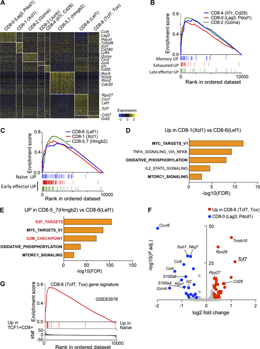 Islet CD8 T cell heterogeneity. (A) Heatmap of differentially expressed genes driving islet CD8 T cell heterogeneity (LFC > 0.3, adjusted P < 0.05, Wilcoxon rank sum test with Benjamini–Hochberg correction). Cells were pooled from 4-, 8-, and 15-wk-old samples. (B and C) CD8 T cell transcriptional profile (GSE41867) was used as a reference dataset for CD8 T cell annotation (see Materials and methods; Table S5). GSEA plots showing population signatures correlated with different CD8 T cells phenotypes (all FDR < 0.01). (D and E) Hypergeometric pathway analysis (hallmark MSigDB database, Benjamini–Hochberg correction applied) on two early effector populations: CD8-1(Xcl1) (D) and CD8-5,7(Hmgb2) (E). Shared pathways are in bold; specific to CD8-5,7(Hmgb2) are in red. (F) Scatter plot shows differential gene expression between two exhausted T cell populations, CD8-8(Tcf7, Tox) and CD8-0(Lag3, Pdcd1), based on Wilcoxon rank sum test with Benjamini–Hochberg correction. Log N fold cutoff of 0.25 used. Genes of interest are labeled. (G) GSEA plot showing CD8-8(Tcf7, Lag3) signature enrichment into the dataset, comparing CD8+TCF1+ (Tcf7 encoded) and naive CD8 cells (GSE83978). FDR < 0.01. Refer to the image caption for details.