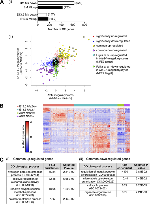 Identification of genes correlated with loss of membrane budding in the FL and ABM.(Ai) Summary of up-regulated and down-regulated DE genes in comparisons of E13.5 FL Nfe2+/+ versus Nfe2−/− Mks, and ABM Nfe2+/+ versus Nfe2−/− Mks. All DE genes are listed in Data S1 and Data S2. (Aii) Scatter plot of Nfe2+/+ versus Nfe2−/− Mk gene expression log2 fold change from E13.5 FL and ABM sc RNA-seq. Highlighted are genes identified as significantly up-regulated (red) or down-regulated (blue); commonly up-regulated (yellow) or down-regulated (purple) at both developmental stages; and NFE2 direct target genes that are up-regulated (cyan) and down-regulated (green) in FL culture–derived Nfe2−/− Mks (Fujita et al., 2013). (B) Heatmap of all common significantly DE genes. Rows were hierarchically clustered using 1 − Person correlation. (C) Complete list of enriched GO biological process terms for commonly up-regulated genes (i) and selected enriched GO biological process terms for commonly down-regulated genes (ii). See Table S5 for a complete list of enriched GO terms and Materials and methods for details of statistical analysis.