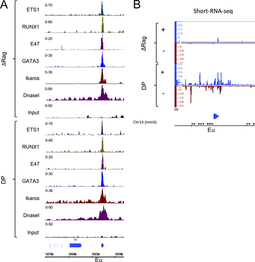 ChIP-seq and short-RNA-seq profiles of the TCRA locus in the mouse thymocytes. (A) DNaseI-seq and ChIP-seq analysis for ETS1, RUNX1, E47, GATA3, and Ikaros binding to Eα in the ΔRag and DP mouse thymocytes. (B) Short-RNA-seq analysis of the enhancer RNA at the Eα enhancer in the ΔRag and DP murine thymocytes. Data sources are detailed in Table S6.