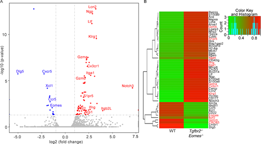 RNA-seq analysis of Ly49+CD122hi CD8+ T cells isolated from WT and Tgfbr2−/−Eomes−/− mice.(A and B) Volcano plot (A) and heatmap (B) of selected differentially expressed genes (DEGs) are shown (n = 1). Complete list of differentially expressed genes is shown in Table S1. Refer to the image caption for details.