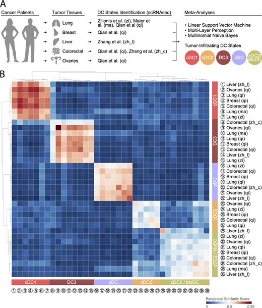 Five tumor-infiltrating DC states are conserved across solid human cancer types.(A) Cartoon illustrating the human tumor tissues and scRNA-seq studies that were used to compare the transcriptome of tumor-infiltrating DC states. Specific references are as follows: zi, Zilionis et al. (2019); ma, Maier et al. (2020); qi, Qian et al. (2020); zh_l, Zhang et al. (2019); zh_c, Zhang et al. (2020). (B) Heatmap showing a reciprocal similarity score r for each tumor-infiltrating DC state comparison pair, as defined in the supplemental text. The score was calculated using the probability estimates returned by the Linear Support Vector Machine classifier on log-transformed data. The DC populations numbered 1 to 36 refer to previously published states, which are referenced in Table S1. Five conserved states are identified as follows: cDC1 (red), cDC2 (orange), cDC2/MoDC (orange-green striped), DC3 (dark red), and pDC (violet). (State 8 is heterogeneous: its reclustering reveals two new states that are similar to other cDC1 and DC3 states based on marker gene comparison; Zhang et al., 2020.) Refer to the image caption for details.