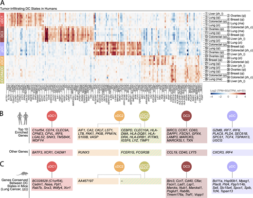 Human tumor-infiltrating DC states show distinctive gene expression profiles across solid cancer types.(A) Enriched genes in human tumor-infiltrating DC states. The identification of these genes is detailed in the supplemental text. The DC populations numbered 1 to 36 refer to previously published states (see Fig. 2 B for definitions) and are detailed in Table S1. The five conserved DC states are identified as follows: cDC1 (red), cDC2 (orange), cDC2/MoDC (orange-green striped), DC3 (dark red), and pDC (violet). (B) Highlight of the 10 most differentially expressed genes for each human tumor-infiltrating DC state across cancer types. Additional differentially expressed genes of interest are also shown. (C) List of the enriched genes from Fig. 3, A and B, that are also conserved between mouse tumor-infiltrating DC states, based on data obtained in a murine lung adenocarcinoma model driven by KrasG12D and loss of Tp53 (Zilionis et al., 2019). Refer to the image caption for details.