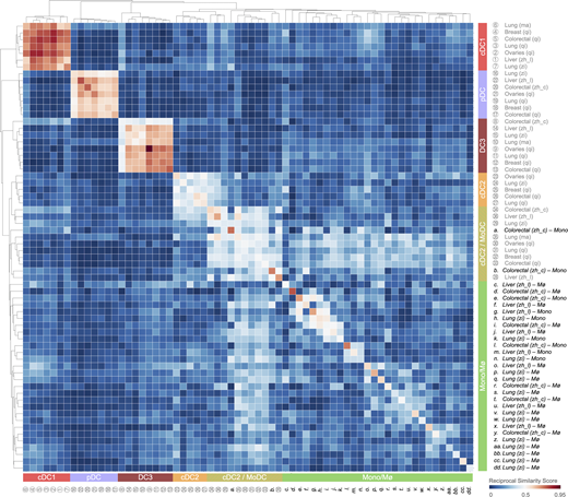 Tumor-infiltrating cDC1, cDC2, DC3, and pDC states are distinct from monocyte and macrophage states, whereas the tumor-infiltrating cDC2/MoDC state is not. Heatmap showing a reciprocal similarity score r for each tumor-infiltrating DC, monocyte, and macrophage state. This score was calculated using the probability estimates returned by the Linear Support Vector Machine classifier on log-transformed data. The DC populations numbered 1 to 36 refer to previously published states, which are referenced in Table S1. The monocyte (Mono) and macrophage (Mø) populations lettered a to dd also refer to previously published states, also referenced in Table S1. Five conserved DC states are identified as follows: cDC1 (red), cDC2 (orange), cDC2/MoDC (orange-green striped), DC3 (dark red), and pDC (violet). Monocyte and macrophage states are highlighted in green. Refer to the image caption for details.