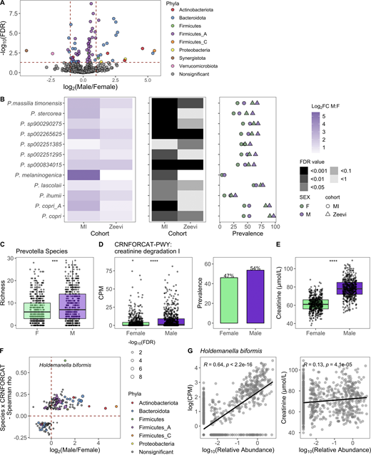 Taxa, particularly Prevotella, were differentially present between males and females.(A) Volcano plot of 485 abundant species, of which 71 were differentially abundant between males and females based on DESeq2 (FDR < 0.05). Each species is colored by its taxonomic phyla. (B) 12 Prevotella species were more abundant in males consistently across cohorts. Left: Log2 fold change (log2FC) of species in males versus females. Middle panel indicates the FDR value. Notably, even when a species was significant in only one cohort, the direction was consistent in the other. Right: Prevalence of each species. Color indicates the sex, while shape indicates the cohort. (C) Boxplots show richness of Prevotella species in males and females. (D) Abundance measure in counts per million (CPM) and prevalence of the pathway CRNFORCAT-PWY: creatinine degradation I in males and females. (E) Blood creatinine levels in males and females. (C–E) P values by Wilcoxon rank sum; ***, P < 0.001, ****, P < 0.0001. (F) In the scatter plot, dots represent the 189 species that were significantly correlated with CRNFORCAT-PWY. Of those, species that were significantly differentially abundant between males and females are colored by their phyla label. Species not associated with sex are colored gray. Size of the point corresponds to the −log10(FDR) of the species by sex correlation. (G) Scatter plots show the correlation of Holdemanella biformis relative abundance and CPM of CRNFORCAT (left) or circulating creatinine levels (right). Trend lines show 95% confidence intervals and were modeled with lm. Statistics based on Spearman correlation. See also Data S1, tables 9–11.