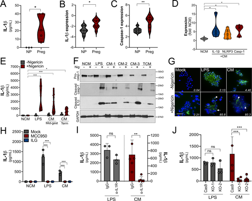 Trophoblast-derived IL-1β primes monocytes for inflammasome activation.(A) Levels of IL-1β as determined by ELISA in the plasma from pregnant female donors (20–27 wk; n = 5) compared with nonpregnant control subjects. Donor characteristics are shown in Table S2. (B and C) IL-1β (B) and caspase-1 (C) transcripts are increased in primary human monocytes isolated from pregnant (Preg) women compared with monocytes from nonpregnant women (NP) of reproductive age as assessed by RT-qPCR. Samples from five nonpregnant and five pregnant donors were used, and RT-qPCR was performed in duplicate. Each symbol is an average of the qPCR replicates. (D) IL-1β, caspase-1, and NLRP3 transcripts as assessed by RT-qPCR in primary human monocytes (from nonpregnant donors) after exposure to chorionic villi–derived CM. Fold change in transcript compared with exposure to non-CM (NCM) is shown. Samples from three nonpregnant donors were exposed to villi-derived CM from three unique preparations. RT-qPCR was performed in duplicate. (E) Nigericin treatment leads to increased IL-1β secretion as assessed by ELISA from THP-1 monocytes exposed to chorionic villi CM isolated from midgestation (Mid-gest) or term placentas. LPS was used as a positive control. Each symbol represents a unique CM preparation. (F) Immunoblot from THP-1 cells treated with villi-derived CM from three midgestation placentas (CM 1–3) or one full-term placenta (TCM) for pro–caspase-1 (top row), cleaved caspase-1 (second row), cleaved IL-1β (third row), or GAPDH (bottom row) as a loading control. Molecular weights are shown at right. Immunoblots were performed at least three times. (G) THP-1 cells stably expressing ASC-GFP were treated with villi-derived CM, with LPS as a positive control, or with NCM, and GFP expression and localization were assessed by fluorescence microscopy with (bottom row) or without (top row) nigericin treatment for 2 h. DAPI-stained nuclei are shown in blue. Scale bar is 5 µm. White text denotes the average percentage of cells containing punctae averaged from three independent experiments. Images are representative of imaging of at least three to five independent fields from experiments performed in triplicate. (H) IL-1β present in the media of THP-1 cells treated with LPS or CM and then exposed to nigericin (or mock treated as a control) in the absence (mock) or presence of ILG or MCC950 as determined by ELISA. (I) THP-1 cells incubated with anti–IL-1R blocking antibody (10 µg/ml) or with isotype control antibody (IgG) were treated with villi-derived CM (red, right) or with LPS (gray, left) and then treated with nigericin for 2 h. Levels of IL-1β were assessed by ELISA. (J) THP-1 cells lacking expression of IL-1R (two clones, KO-1 and KO-2) or Cas9 control cells were treated with villi-derived CM or LPS and then exposed to nigericin for 2 h. Levels of IL-1β were assessed by ELISA (in pg/ml). Immunoblotting for IL-1R and GAPDH from the indicated cells is shown at bottom. In H–J, experiments were performed a minimum or three times with technical duplicates or triplicates, with symbols representing experimental replicates. In H–J, data are presented as mean ± SD. Significance was determined with a t test (A, C, and D) or one-way ANOVA with Dunnett’s test for multiple comparisons (D, E, and H–J). *, P < 0.05; **, P < 0.01; ***, P < 0.001. Symbols represent unique donor cells, CM isolated from individual placental preparations, or experimental replicates.