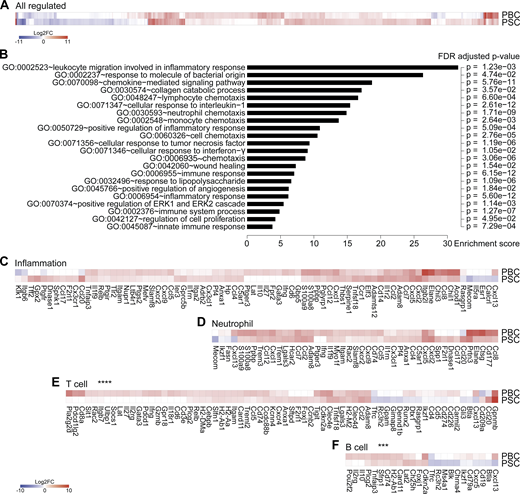 Livers from mice with PBC and PSC feature distinct adaptive immune cell signatures.(A–F) Following the experimental schedules illustrated in Fig. 1, A and B, hepatic gene expression was studied by transcriptomic analysis (RNA-seq) in healthy control (n = 4), PBC (n = 3), and PSC (n = 3) mice at day 35. (A) Fold change (≥log2|2|) of the 866 significantly modulated genes in PBC and PSC livers relative to healthy controls. Refer to Data S1 for a detailed heatmap and to Table S1 for individual and mean expression values of each gene. (B) GO term enrichment analysis of the genes up-regulated in both PBC and PSC livers (of note, genes down-regulated were not associated with a specific GO term enrichment). The bar chart displays the enrichment score of significantly enriched GO terms with their FDR-adjusted P value. (C–F) Focus on genes whose expression is modulated in PBC and PSC livers compared with healthy controls and listed under the GO terms “inflammation” (C), “neutrophil” (D), “T cell” (E), and “B cell” (F). P values of the paired Student t test of the comparisons between PBC and PSC profiles are indicated. ***, P < 0.001; ****, P < 0.0001. FC, fold-change; FDR, false discovery rate. Refer to the image caption for details.